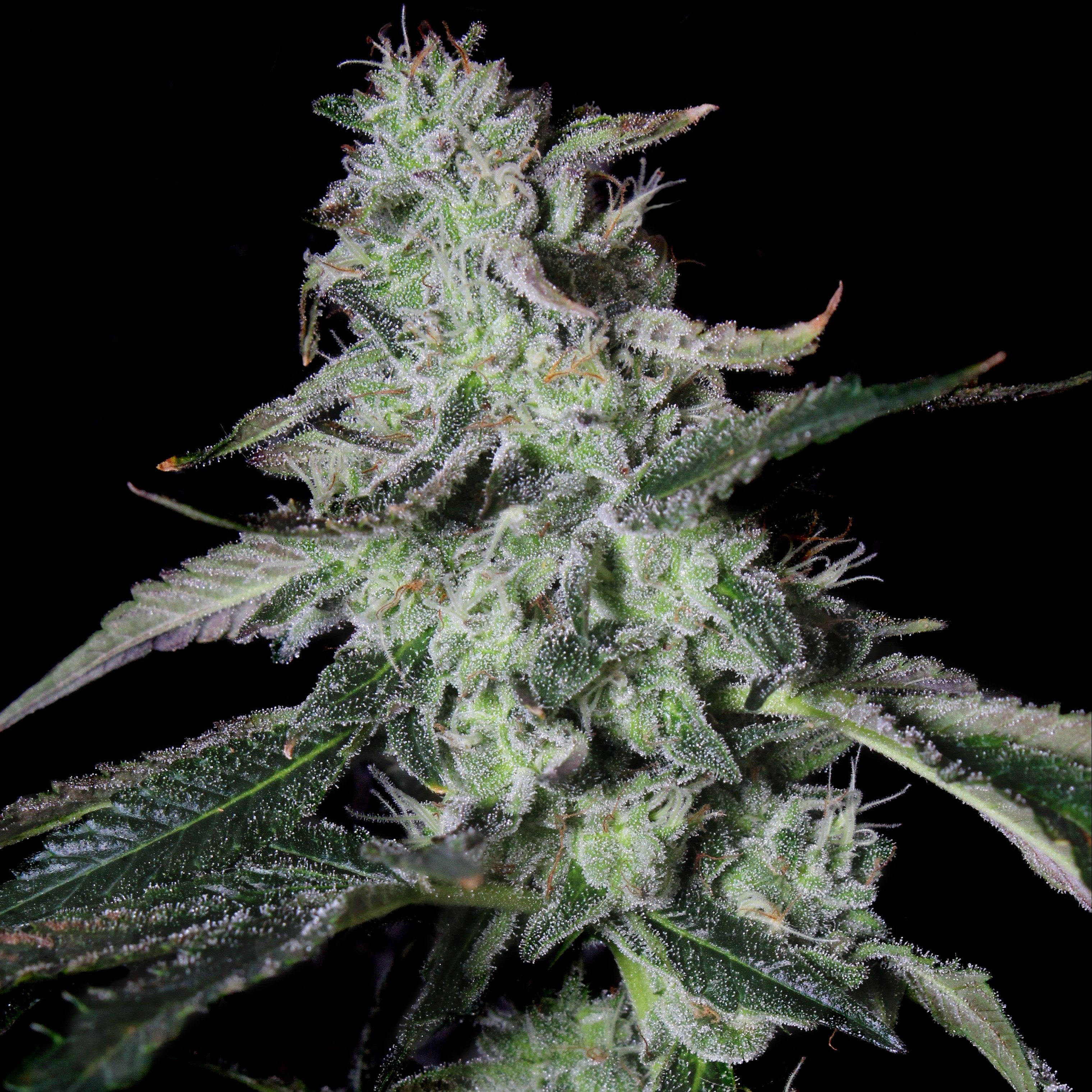 Elev8 Seeds Forbidden Cake Hybrid Leafly